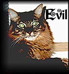 Evil Foo